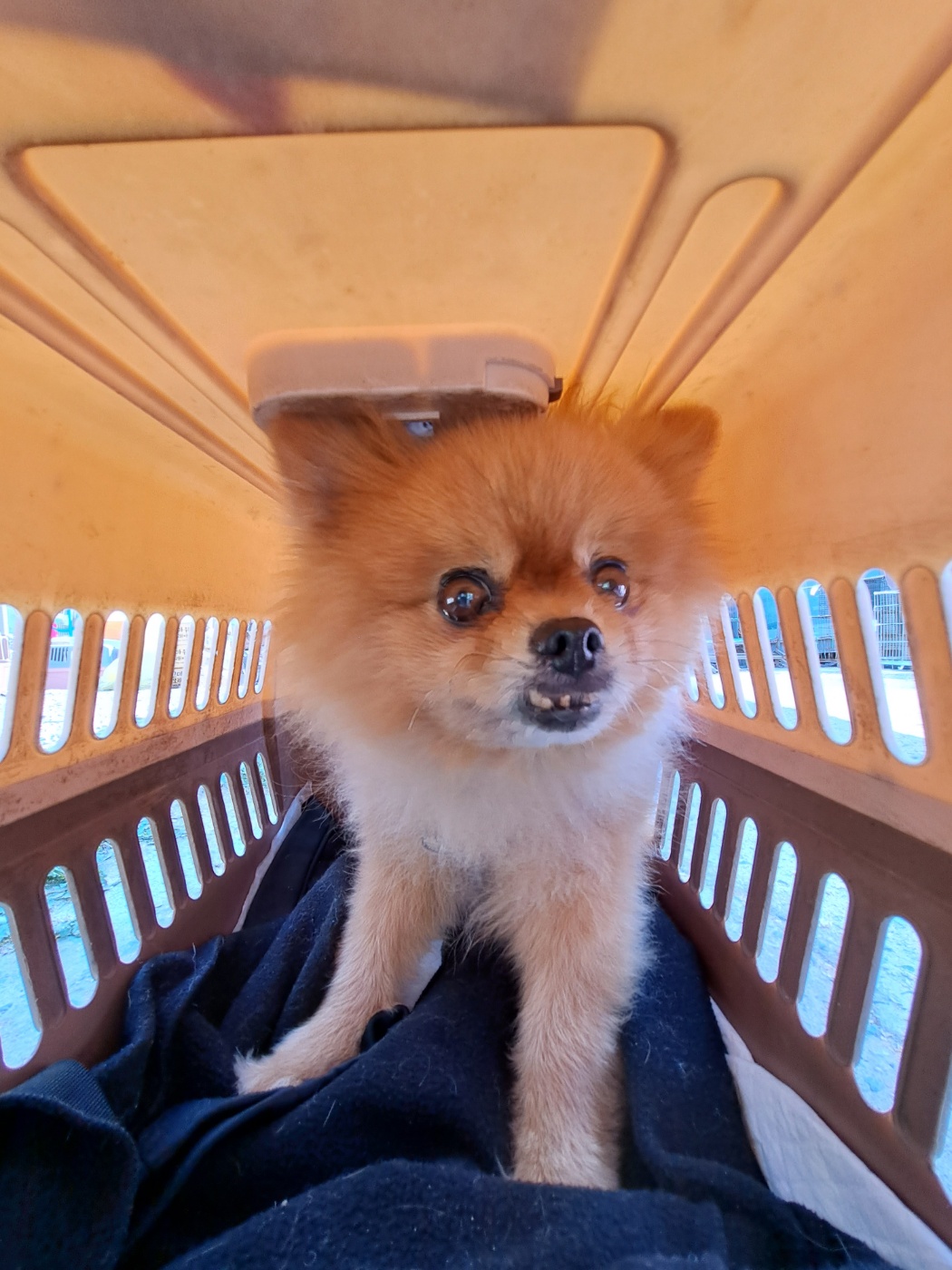 울산유기동물보호센터_431373202300291